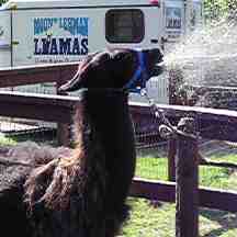 Here a Lama Spits that Nasty Goo!